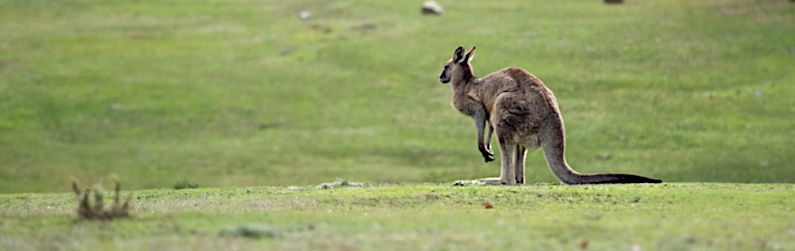 Přírodovědný klokan